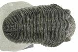 Huge Phacopid (Drotops) Trilobite - Issoumour, Morocco #363269-2